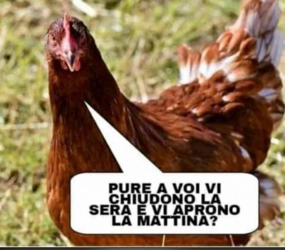 gallina.jpg