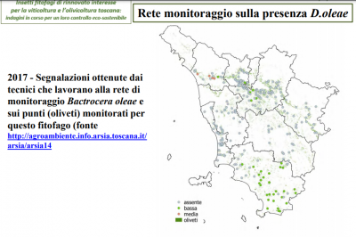 D. oleae - Toscana 2017.png