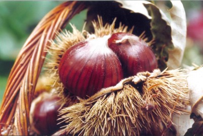 castagne_nel_riccio.jpg