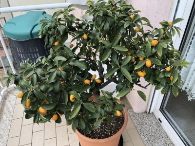 Kumquat a Natale.JPG