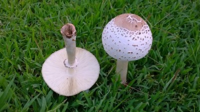 1200px-Chlorophyllum_molybdites_707185.jpg