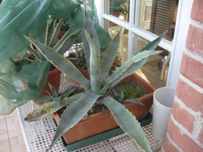 Agave.JPG