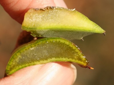 Aloe (sotto) + Agave (sopra).JPG