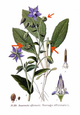 Borrago_officinalis.jpg