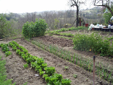 insalata, cipolla, l'aglio, ruccola.JPG