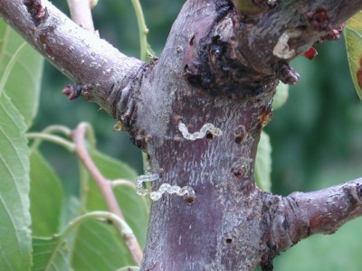 bark hole in cherry tree.jpg