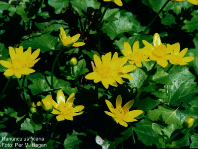 ranunculus_ficaria_Per_M_Hagen01.jpg