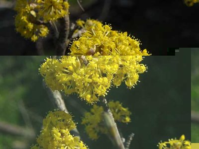 arbusto-fiori-gialli.jpg