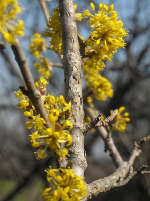 arbusto-fiori-gialli-(2).jpg