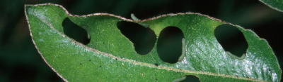 California pear sawfly.png