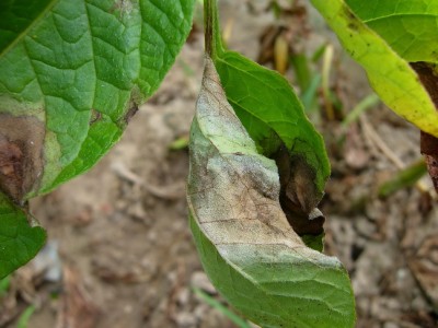 Phytophthora_infestans(patata)2.JPG