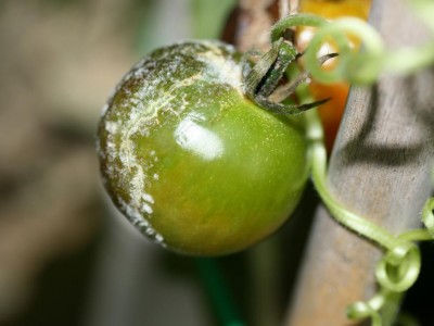 peronospora pomodor-evasione.JPG