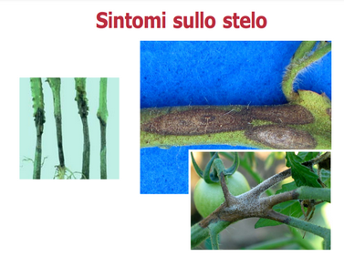 Alternaria stem canker.png