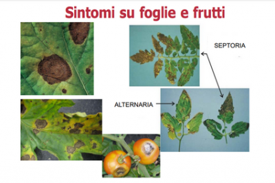 Alternaria vs. septoria.png