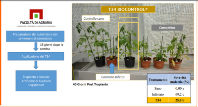 Trichoderma ceppo 34.png