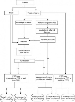 protocollo diagnostico mal secco.jpg