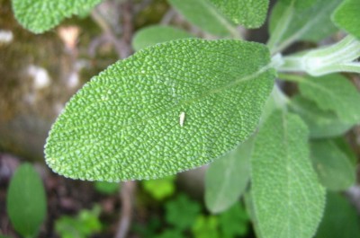 cicalina salvia.JPG