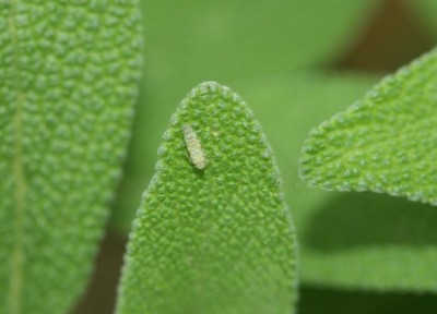 cicalina su salvia.JPG