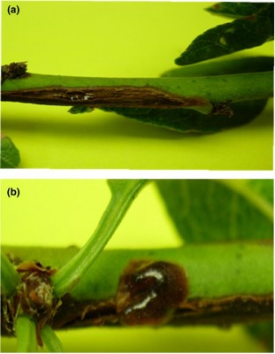 Xanthomonas sintomi su rametti mandorlo.jpg