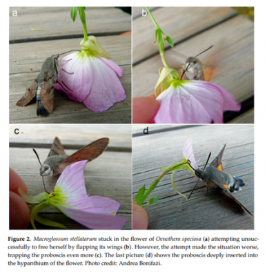 macroglossum.png