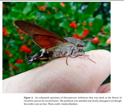 macroglossum proboscide.png