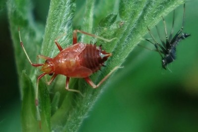 Deraeocoris-ruber_nymph.jpg