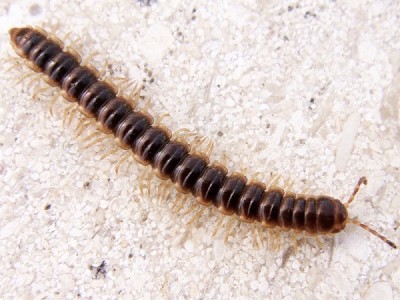 Oxidus gracilis.jpg