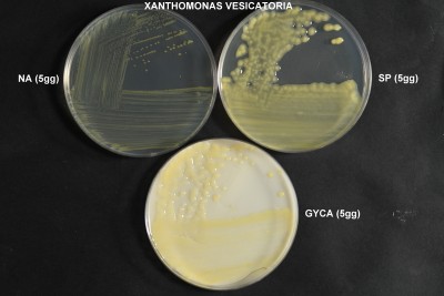 XANTHOMONAS_CAMPESTRIS_VESICATORIA_cavolo_foglia_348-sfr_NA-SP-GYCA_5gg_capsula_petri.JPG