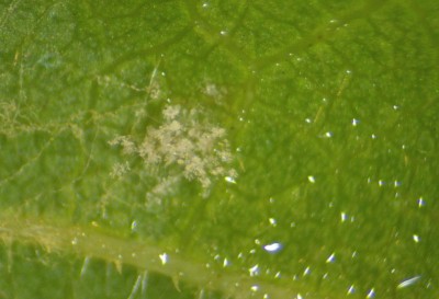 peronospora-muffetta-sporangi.jpg