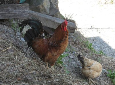 galletto e gallina.JPG