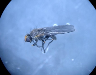 Napomyza_gymnostoma_adulto.JPG