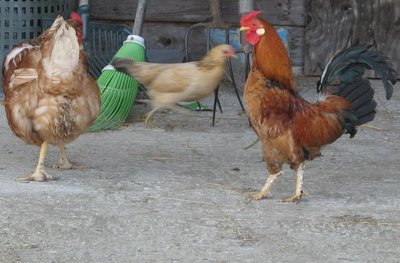 isa e gallina.JPG