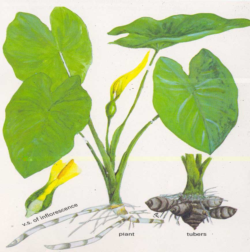 Colocasia esculenta.jpg