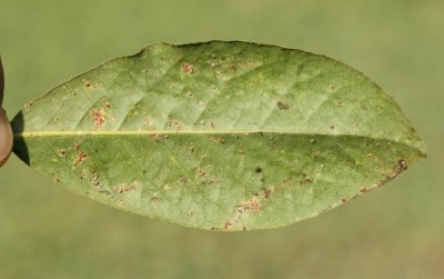 cocciniglia (Aonidia lauri) su alloro.JPG