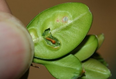 Cecidomia bosso - larva.JPG