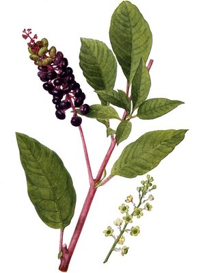 phytolacca-am.jpg