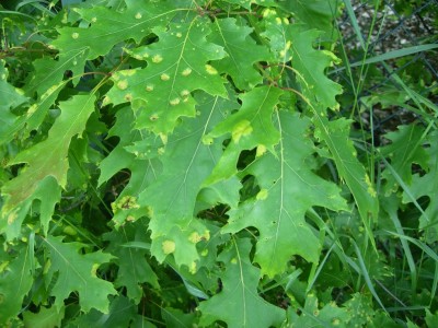 Taphrina caerulescens - quercia rossa.JPG