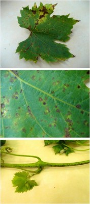 Pseudomonas-syringae-on-grapevine.jpg