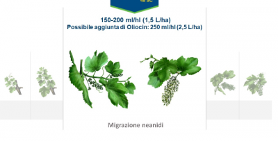 Vite - cocciniglia farinosa.png