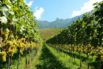 viti_Valle_dei_Laghi_in_bassa_2-_foto_M__Miori.jpg