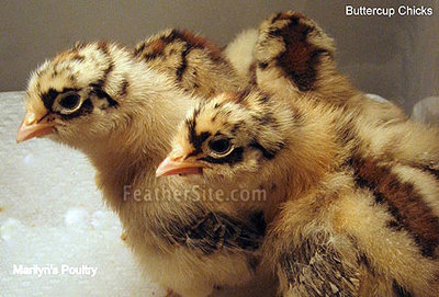 ButtercupChicks.JPEG