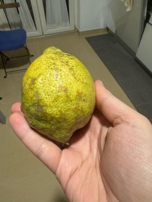 suberificazione limoni 2.jpg