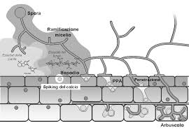micorrize arbuscolari.jpg
