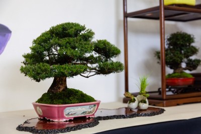 FESTIVAL SHOHIN_CRESPI BONSAI.jpg