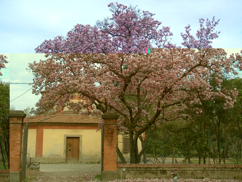 magnolia Itas Firenze.JPG