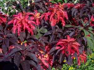 amaranthus_tricolor.jpg