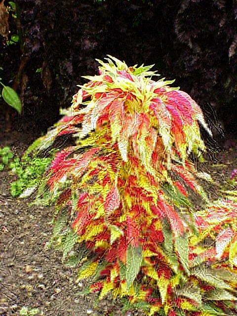 Amaranthus_tricolor6.jpg