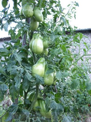 Pomodori Cirio.jpg