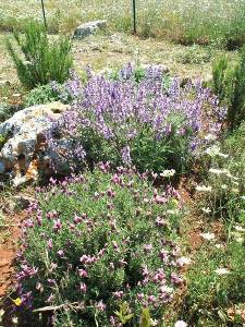 Lavanda e salvia.JPG