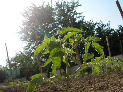 Un San Marzano mio 2011.jpg